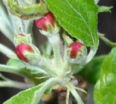 Apfelbaumblüte-2.jpg